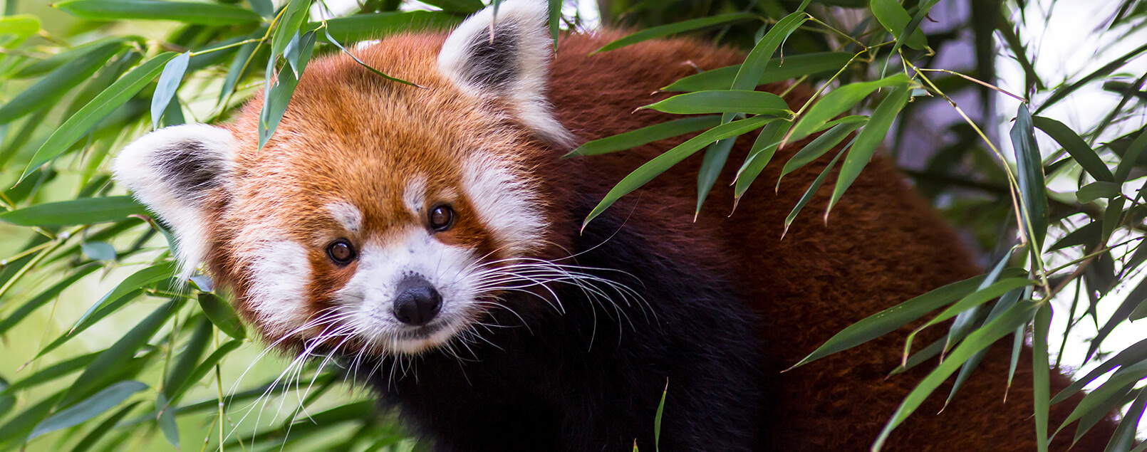Touroparc Zoo : tourisme en Bourgogne